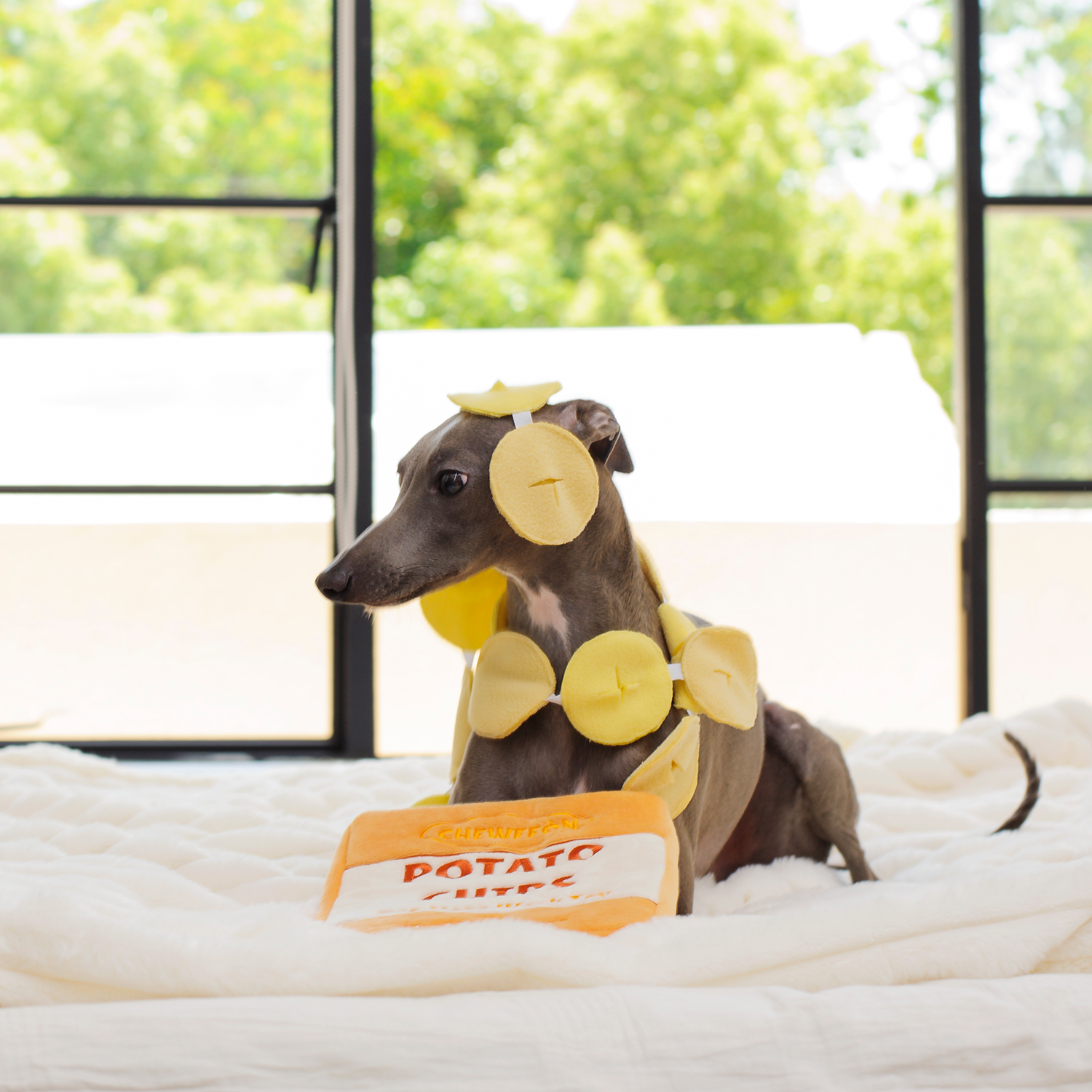 Potato chips - Dogtoy