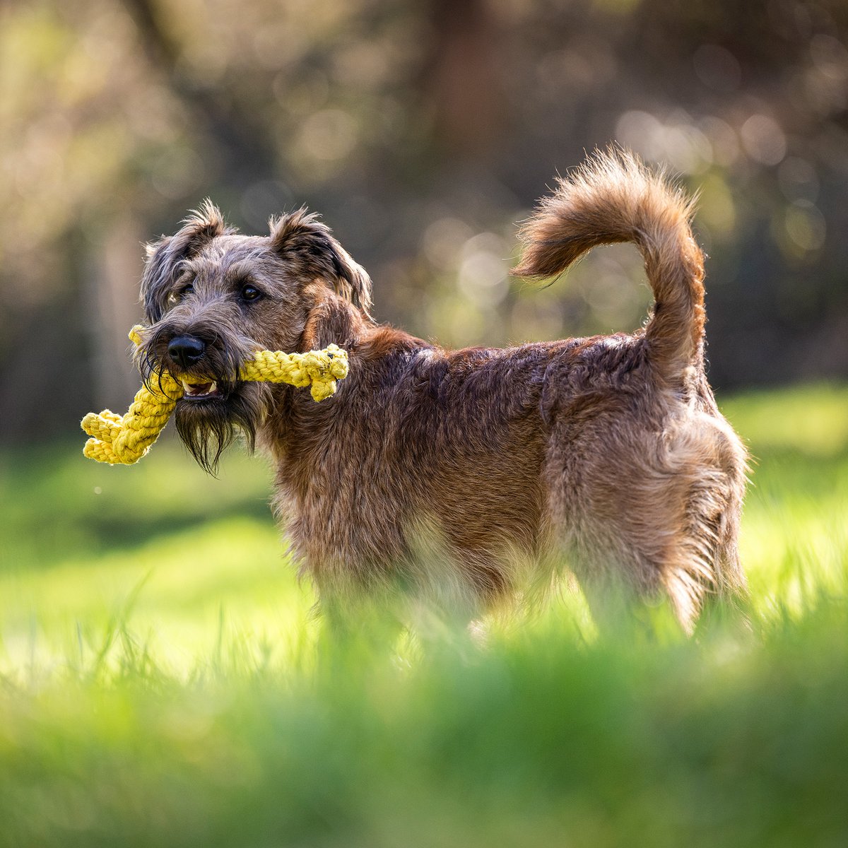 Giraf dog toy