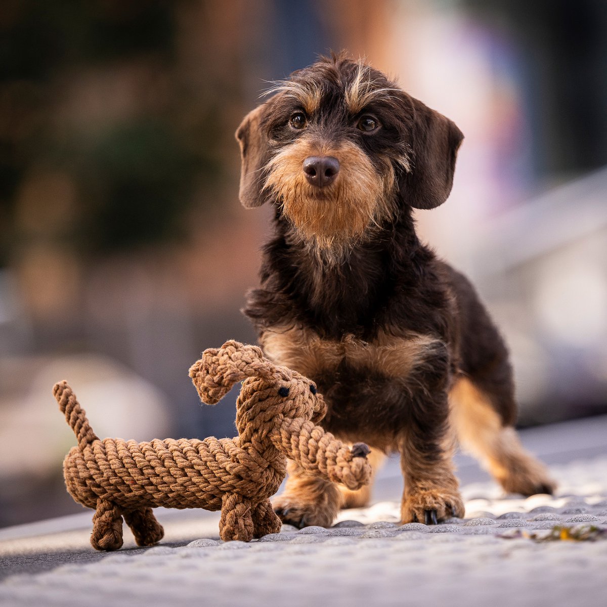 Teckel dog toy