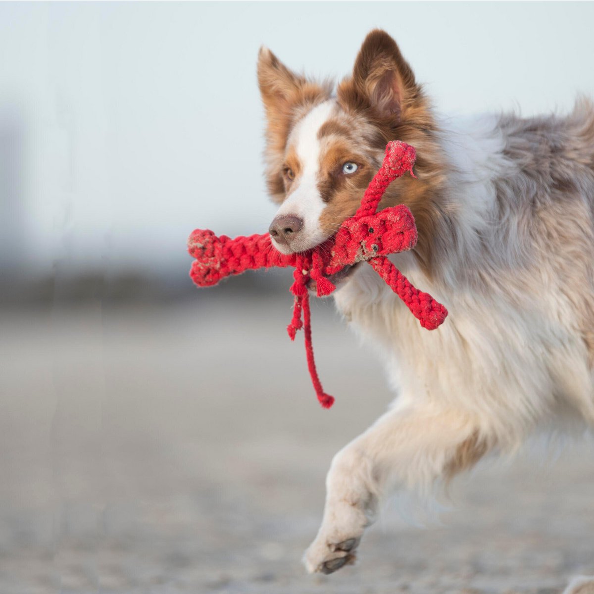 Kreeft dog toy