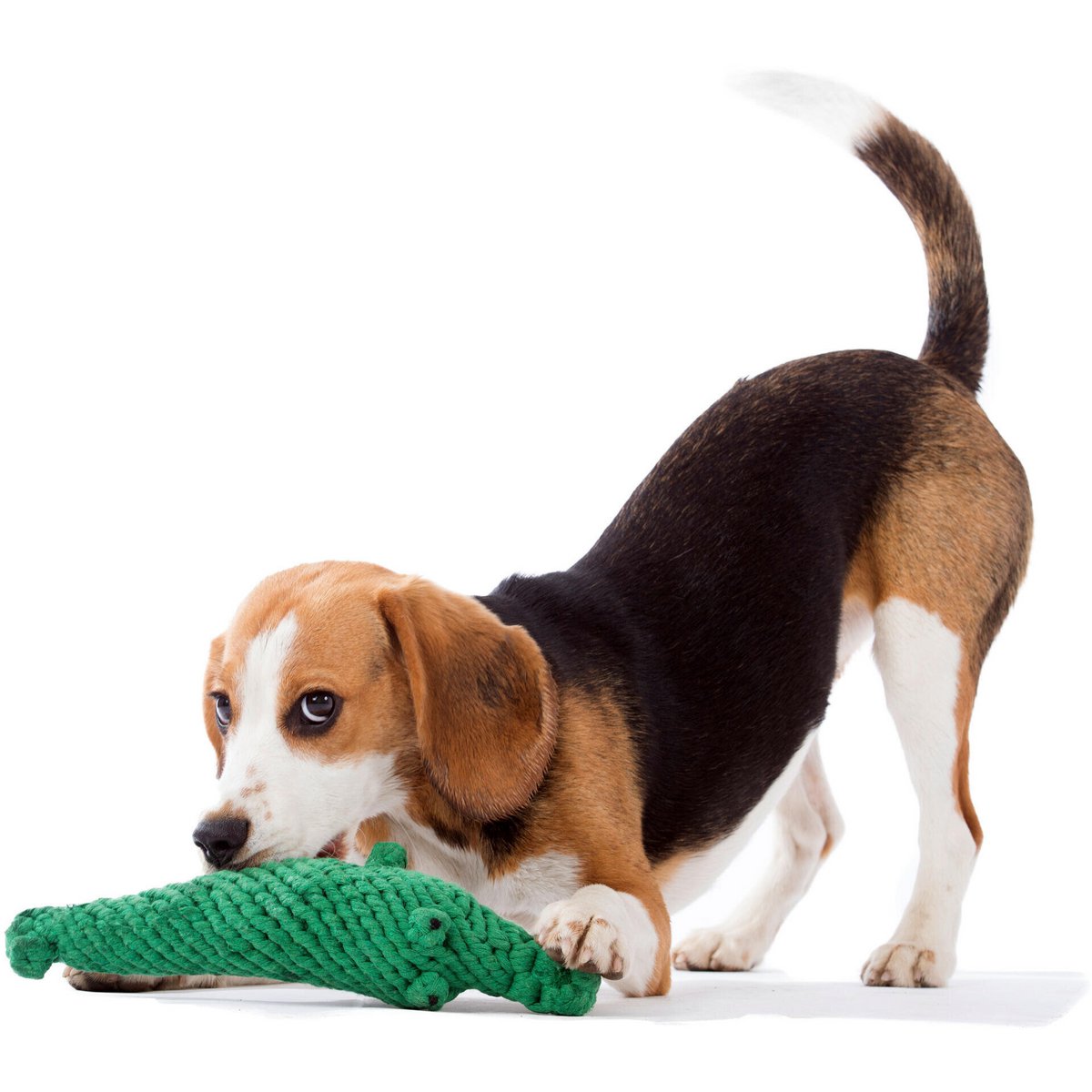 Krokodil dog toy